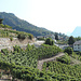 Die Weinberge von St. German