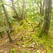 wegloses aber gemütliches Wandern.