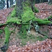 Wurzelwerk auf den letzten Abstiegsmetern