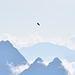 un'aquila volteggia sopra la Val Tschitta