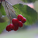 Früchte der Echten Mehlbeere (Sorbus aria) im Wald vom Fluhberg.