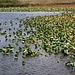 Lotus an einem Teich in der Nähe des Cheng-Sees.