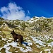 Artus auf der Alp Albezzona.