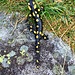 Wie schon letzte Woche im Bavonatal treffen wir auch hier wieder auf den Feuersalamander (Salamandra salamandra salamandra). Es freut mich diese Viecher hier noch in guter Zahl anzutreffen. 

Das Muster auf dem Rücken des „Gebänderten Feuersalamanders“ (Salamandra salamandra terrestris) weist zwei gelbe Linien auf, die meist mehrfach unterbrochen sein können. Das Muster des „Gefleckten Feuersalamanders“ (Salamandra salamandra salamandra) ist dagegen unregelmässig und zeigt nie Ansätze zu durchgehenden Rückenstreifen. Er ist mit seiner Länge von bis zu 20 cm und seinem Gewicht von maximal 50 g äusserst eindrücklich und ist damit der grösste unserer heimischen Schwanzlurche.