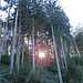 Ab in den Wald!