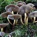 Naturschönheiten am Wegesrand.