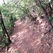 <b>Discesa nel fitto bosco.</b>