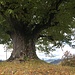 enormer Stammumfang des majestätischen Baumes ob der Unteren Schützenalp