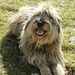 pastore bergamasco