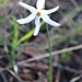 <b>Narciso autunnale (Narcissus serotinus).</b>
