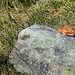 Rana temporaria (rana rossa)