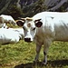 Vacche piemontesi.