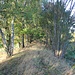 Grasbewachsener Bahndamm