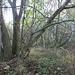 Verbuschter Bahndamm