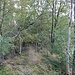 Verbuschter Bahndamm