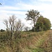 Verbuschter/verwachsener Bahndamm