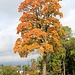 Herbstbote - Ahorn