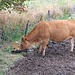 Schlaue Selbstversorgerin: Durch Hebel nach vorn drücken, pumpt es einen Schwapp Wasser aus dem Bächlein. Sie wiederholte den Vorgang ausdauernd.
