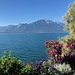 Exotisch duftende Blumen bei Montreux