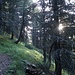 Aufstieg im Bergwald