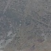 Steinadler