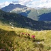 Vereinzelte Alpenrosen über dem Calancatal