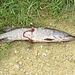 Fliegender Fisch jäh verendet