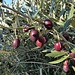 im Land der Olivenbäume
