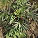 Helleborus foetidus L. 	<br />Ranuncolaceae<br /><br />Elleboro puzzolente<br />Hellébore fétide <br />Stinkende Nieswurz