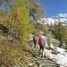 Finiti i faggi compaiono i larici e la neve caduta ieri.