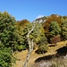 Herbstliches Farbenspiel auf der Alp Perostabbio