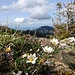Dryas octopetala