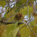 Die leckeren Nüsse des Baumhasels (Corylus colurna). Der inzwischen heimische Baum in wärmeren Gebieten Mitteleuropas stammt ursprünglich aus dem Gebiet zwischen Südosteuropa und dem nördlichen Iran.