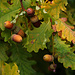 Stieleiche (Quercus robur) mit Früchten am Aareufer.