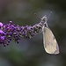 Schmetterlingsflieder (Buddleja davidii).<br /><br />Beim Schmetterling bin ich allerdings nicht sicher obe sich um einen Kleinen Kohlweissling (Pieris rapae) handelt.
