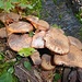 Armillaria, o chiodini di montagna. Fossi passato due giorni prima...