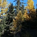 Colori autunnali nel bosco di larici