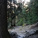 Ghiaccio sul sentiero nel bosco