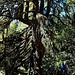 Larice Monumentale di più di 500 anni!