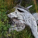 Ein Fisch auf dem Heidchopf