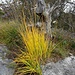 Leuchtendgelbes, über 150 cm hohes Gras