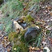 Das Moosbrünnlein am Bergweg