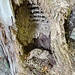 Kurioses Loch im Baum mit Gebiss