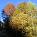 scendendo verso il Piano di Mora ... i colori dell'autunno