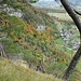 Herbstfarben am Fuss des Schnielskopfs