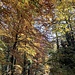 Herbstfarbener Wald