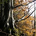 am Berghang auf der NW-Seite meist dichter, düsterer Tannenwald - an der Seeseite herrlicher Buchenwald