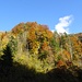 die Gruppe geniesst einen letzten formidablen Herbstwaldblick ...