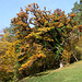 Alter Baum auf den Sonnenhängen oberhalb Liesberg. Es ist eine Flaumeiche (Quercus pubescens).