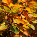 Zweig in Herbstfarben der Flaumeiche (Quercus pubescens).